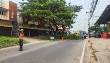 Foto: Petugas PLN memandu arah lalulintas saat melakukan pemangkasan pohon perindang jalan (right of way/ROW) .